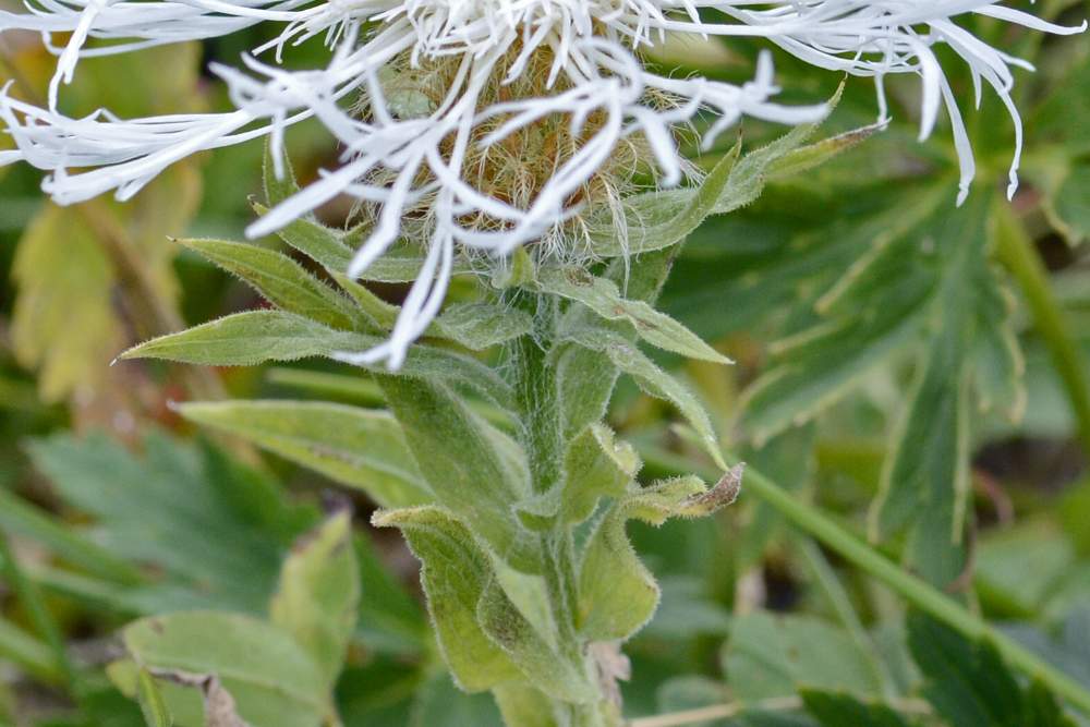 Centaurea cfr. pseudophrygia, albina